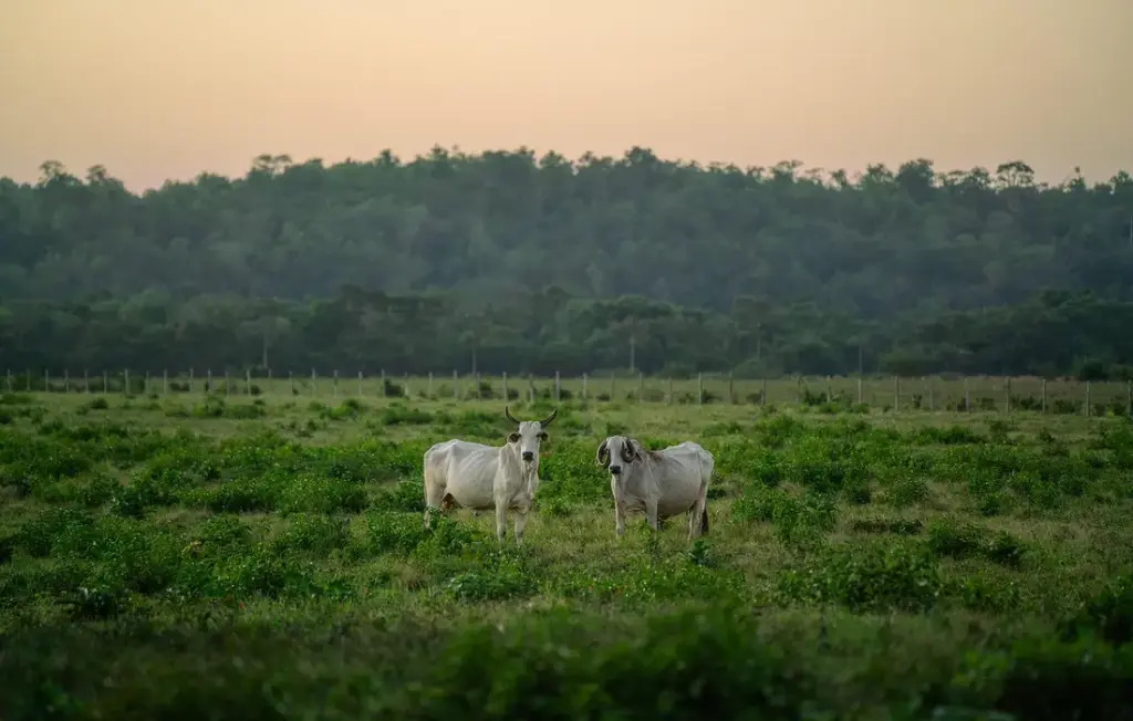 Stop Cattle & Horses Chewing Trees: A Homesteader’s Prevention Guide