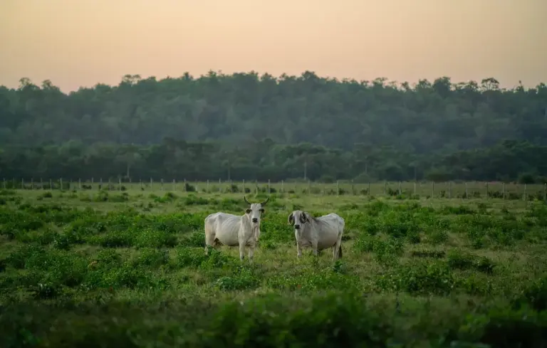 Two cattle standing in a green pasture with a forest in the distance during golden hour.