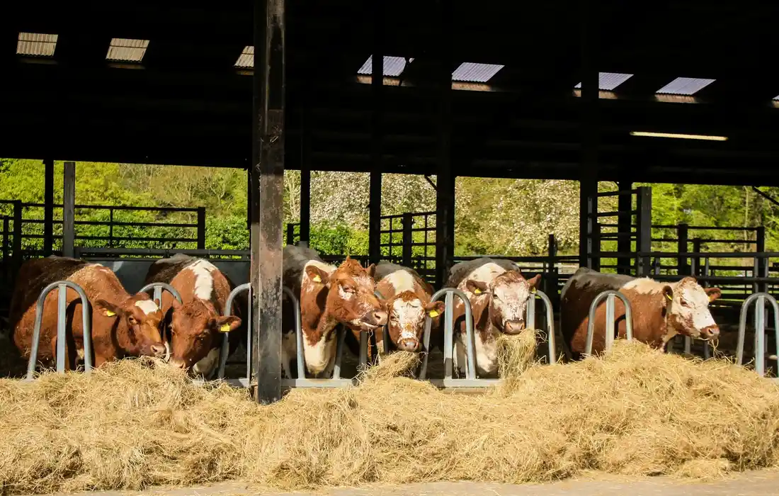 Cattle in a covered barn feeding on hay from feeding troughs