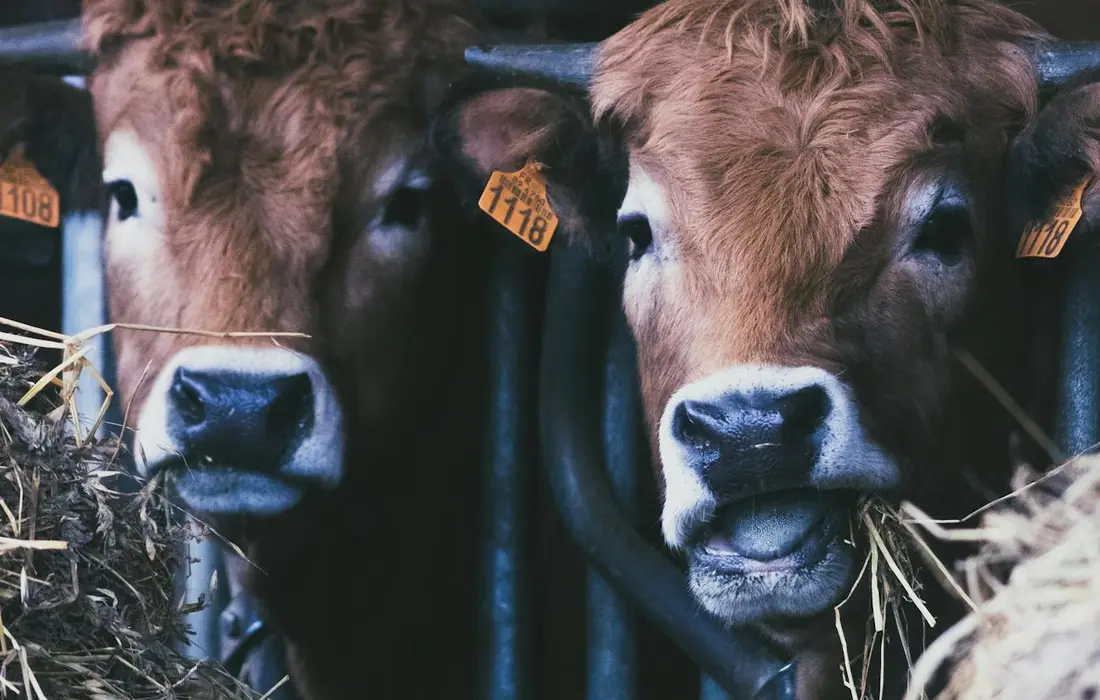 Close-up of two cows with ear tags in a barn, eating hay
