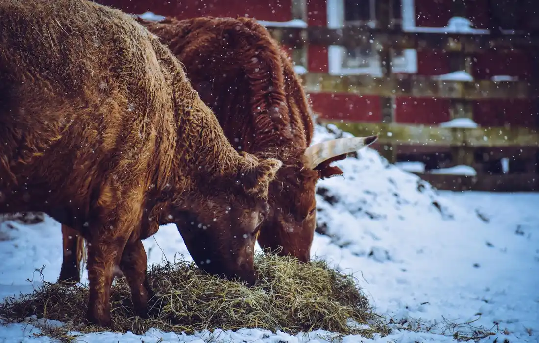 Two cattle in a snowy farmyard eating hay from a feeder.