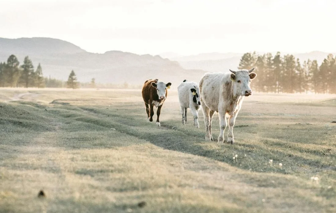 Three cows walking toward the camera across a grassy, sunlit pasture with distant hills and trees.
