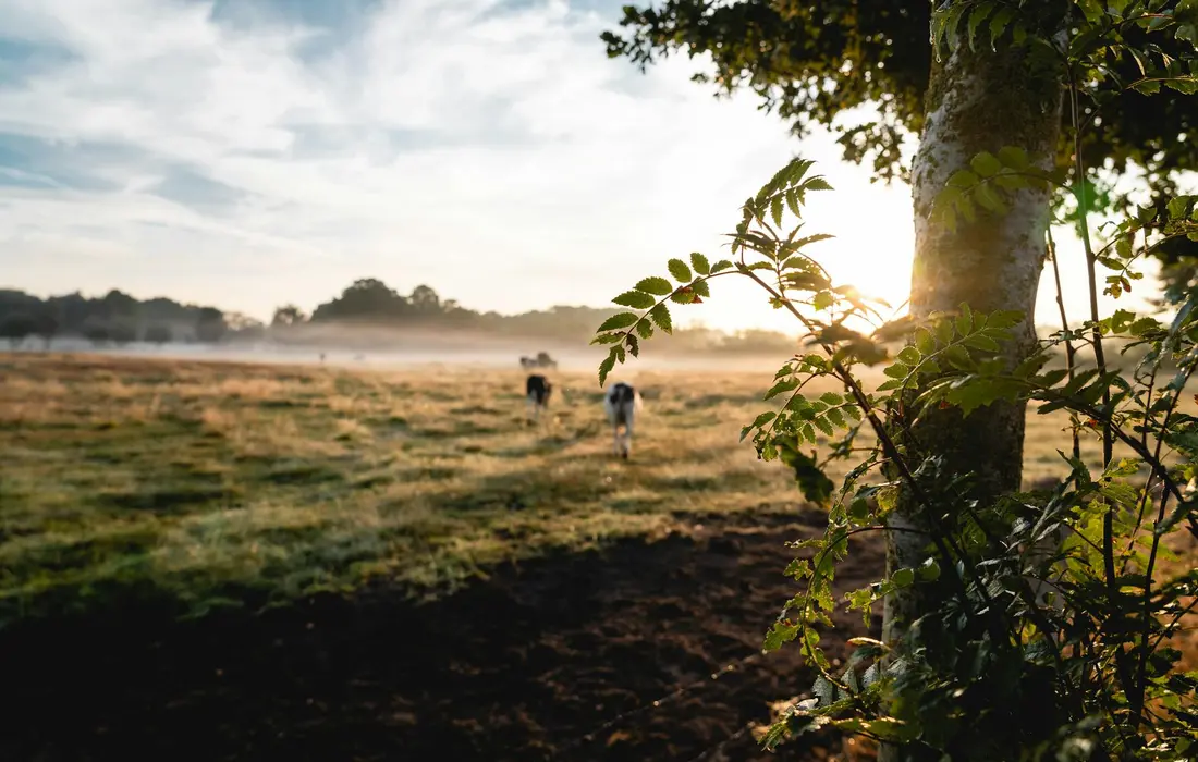 Cattle grazing in a sunlit pasture with a tree in the foreground and subtle morning mist