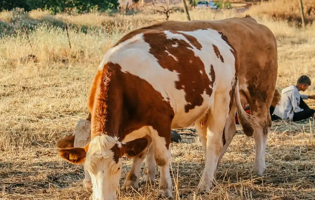 Brown and white spotted cattle grazing on a dry pasture; a calf stands near an adult cow with a person seated in the background.