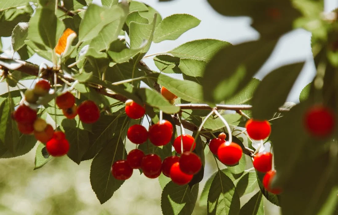 Close-up of ripe red cherries hanging from a cherry branch with green leaves