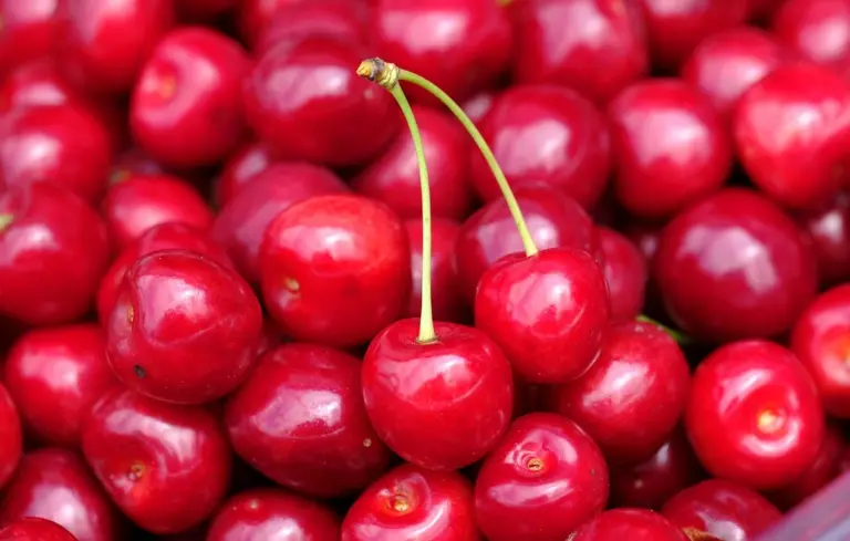 Close-up view of ripe red cherries with stems