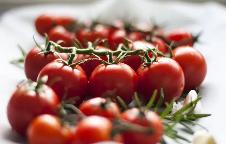 Close-up of bright red cherry tomatoes on a vine with sprigs of fresh rosemary.
