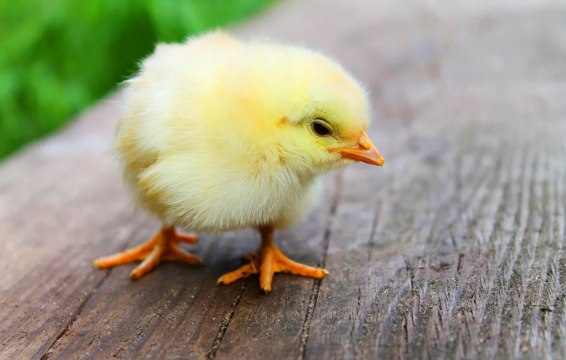A young yellow chick standing on a weathered wooden surface.