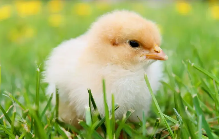 A fluffy yellow chick standing in green grass with a soft, sunny background