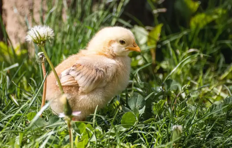 A fluffy chick standing in green grass with a small white flower nearby.