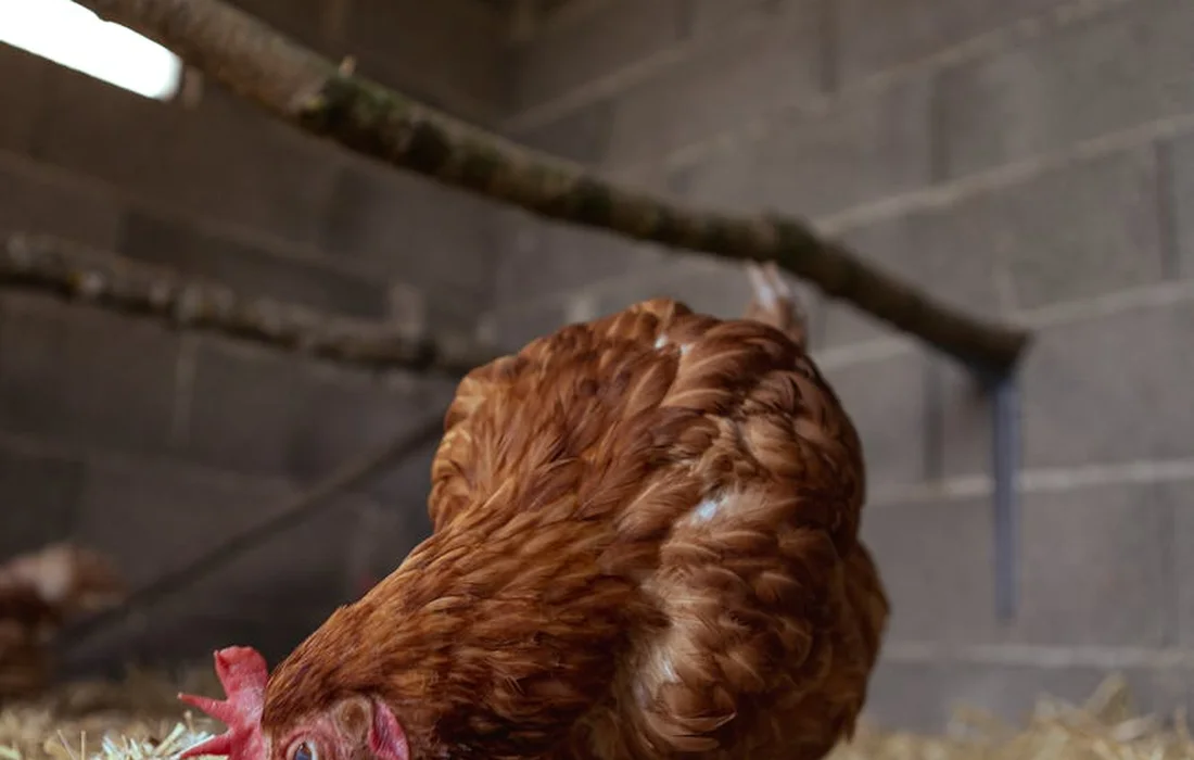 Brown hen pecking in a straw-filled coop with a wooden branch overhead