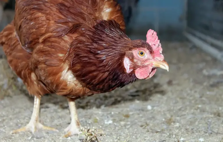 Brown hen standing on a dirt floor in a coop, pecking and looking alert