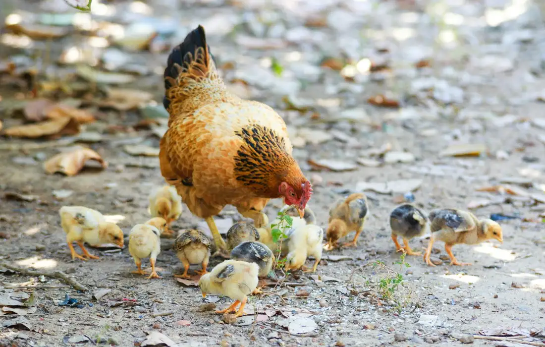 A hen with a clutch of fluffy chicks foraging on a dusty ground, pecking at the dirt.