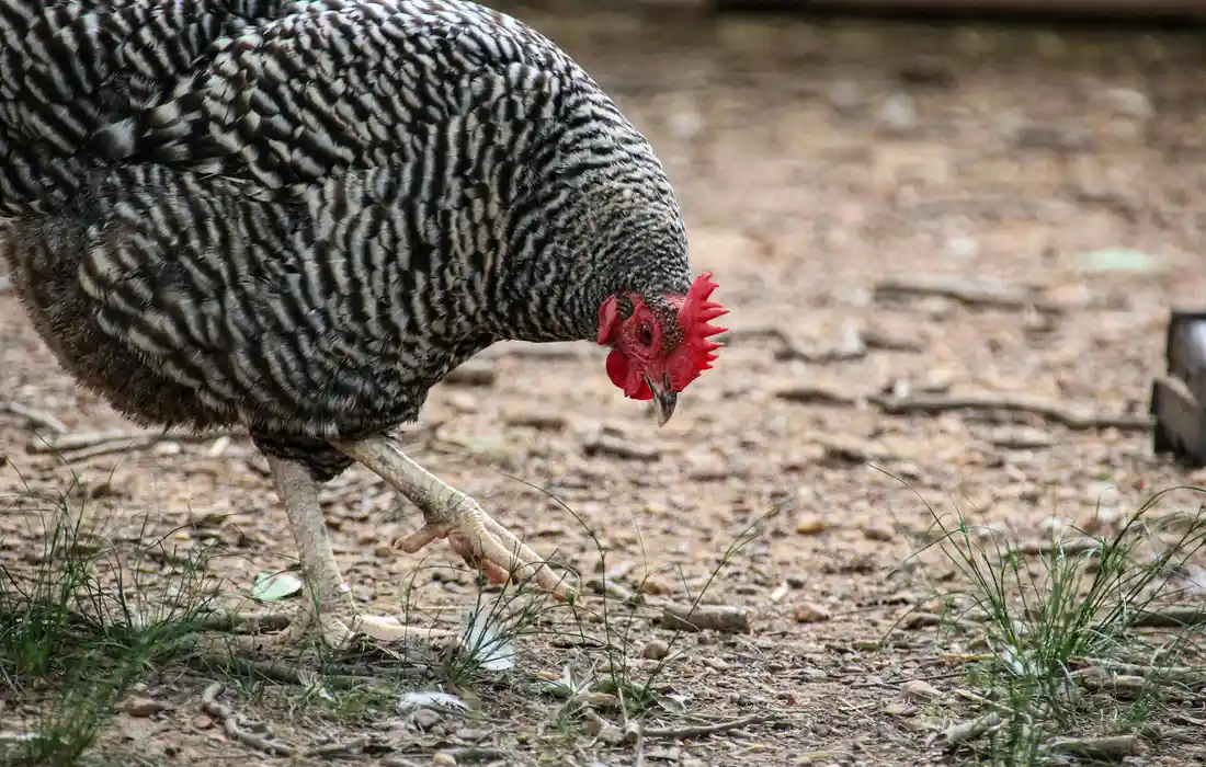 A chicken pecking at the ground, foraging for kitchen scraps.