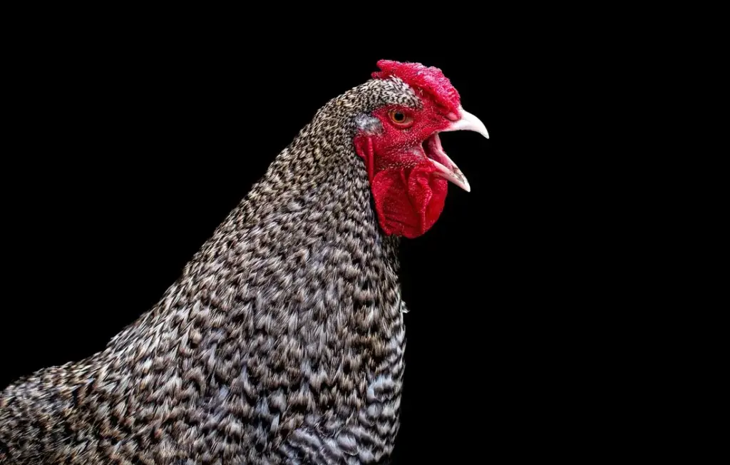 Put Your Chickens to Work: Natural Pest Control for Grubs, Ticks, and Roaches