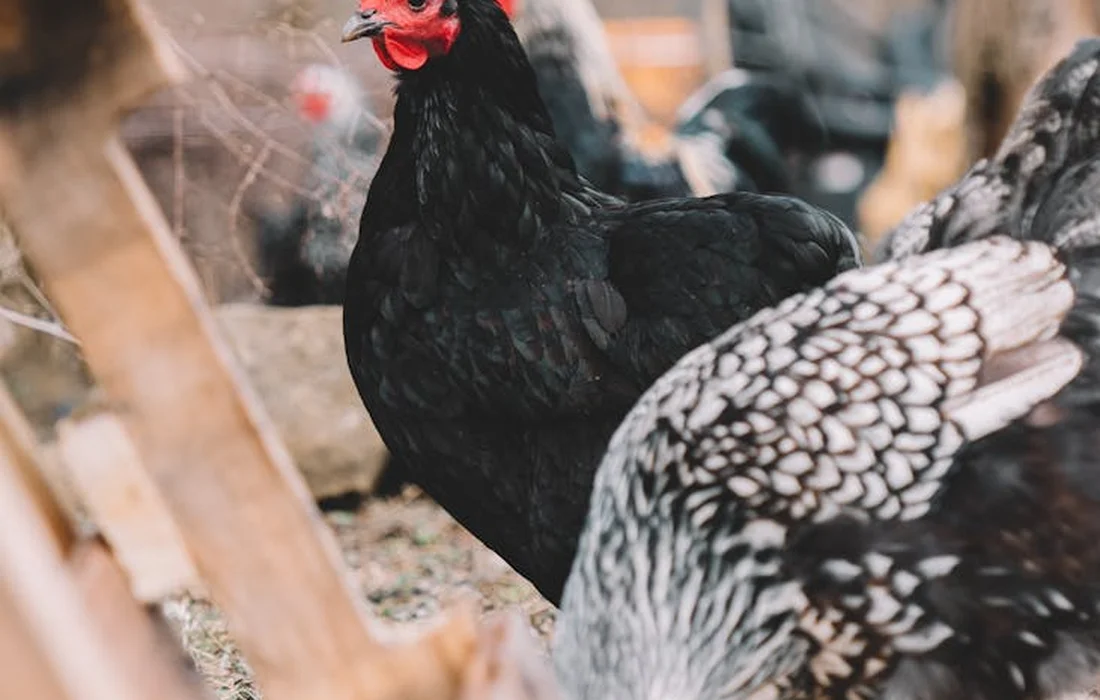 Close-up of a black chicken with a red comb and white-speckled tail in a backyard coop