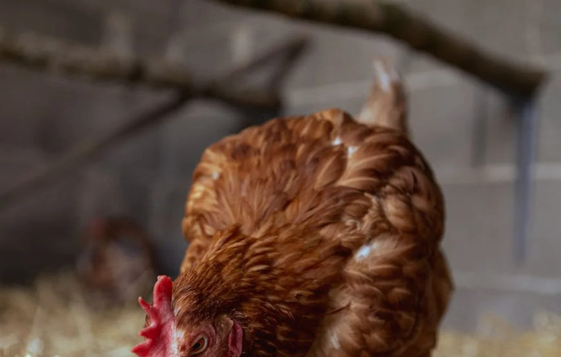 Brown chicken in a barnyard/coops area, pecking near straw.