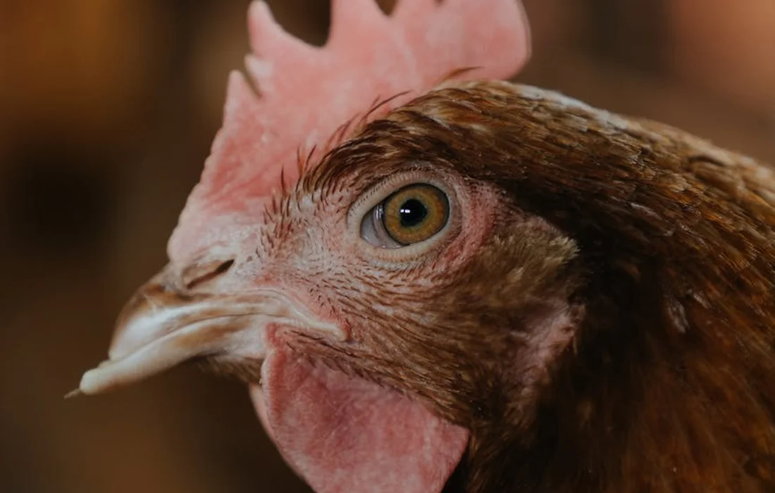 Close-up of a chicken's head with a pink comb and beak.