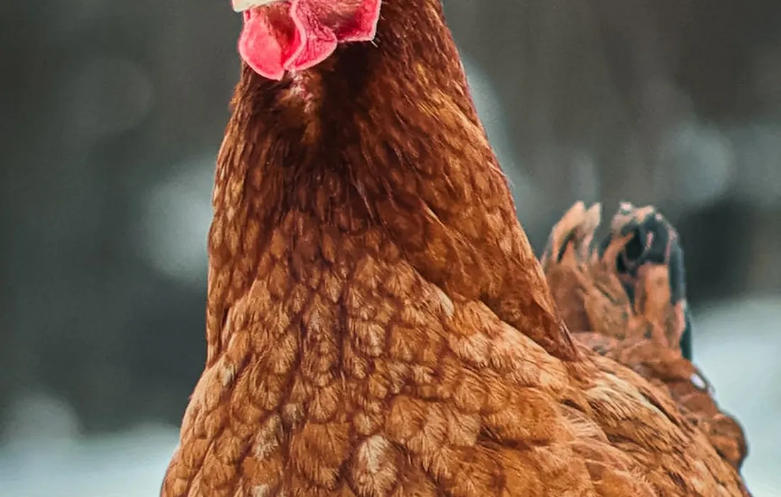 Close-up of a brown hen with a red comb