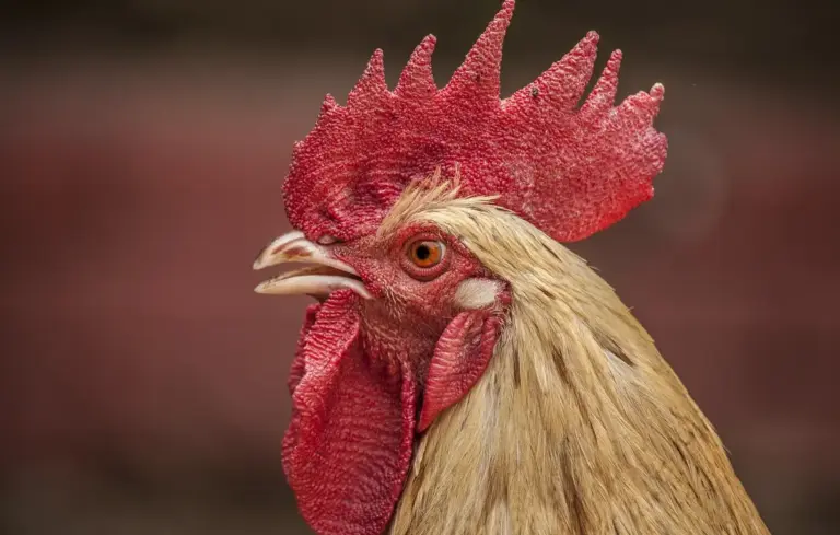 Close-up portrait of a chicken (hen) with a red comb and wattles, looking to the left.