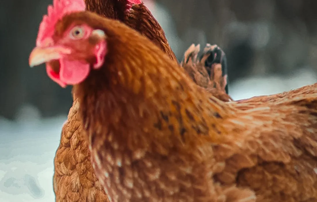 Close-up of a brown chicken with a red comb and a blurred background