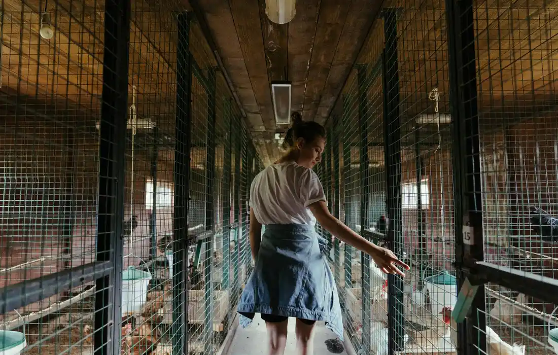 A person walks down an aisle between rows of chicken cages in a farm coop.