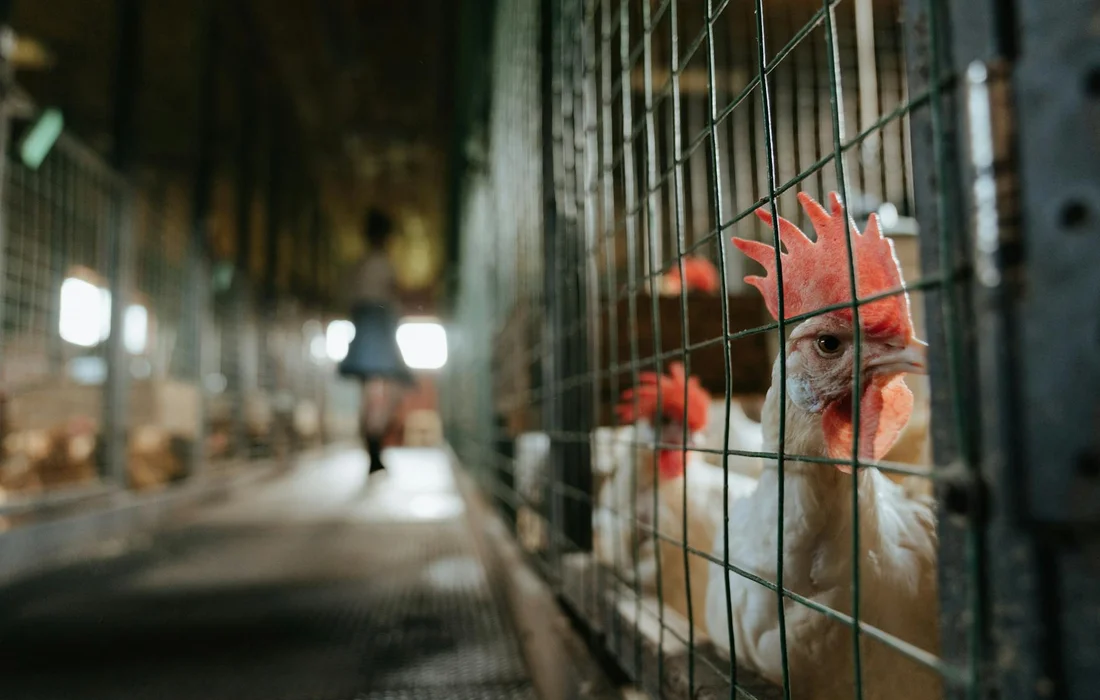 Close-up of a chicken peering through a wire fence in a barn.
