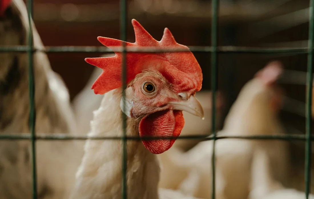 Close-up of a white chicken with a red comb behind green wire fencing in a coop.