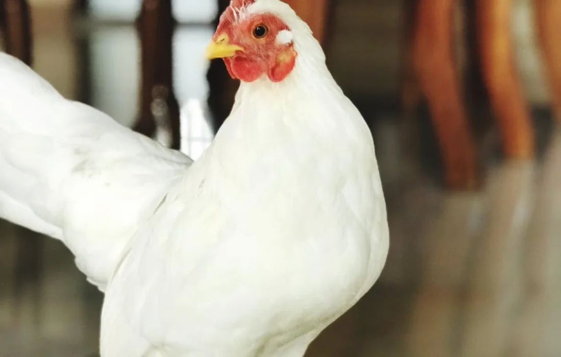 White chicken with red comb indoors, standing on a glossy floor