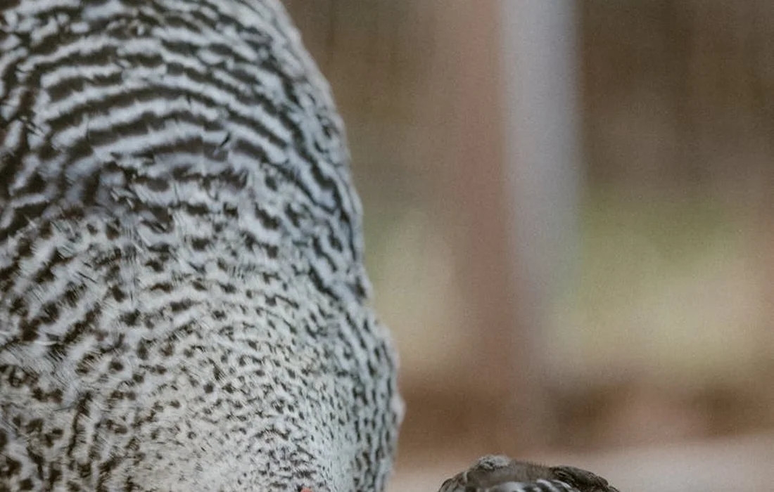 Close-up of a hen's black-and-white striped plumage with a small chick nearby against a blurred outdoor background, suggesting foraging activity.