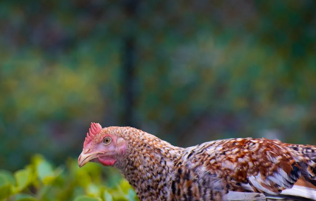 Close-up of a chicken with a blurred garden background
