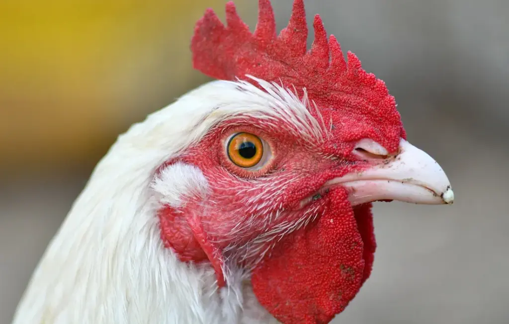 Feeding Chickens Insects: Your Safe and Savvy Bug Guide