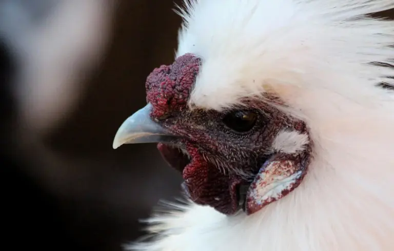 Close-up of a white chicken's head with red facial skin and beak, showing detailed feather and skin texture