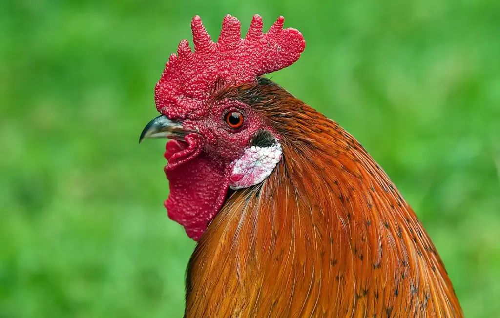 How to Feed Oats to Chickens: Types, Prep & Cautions