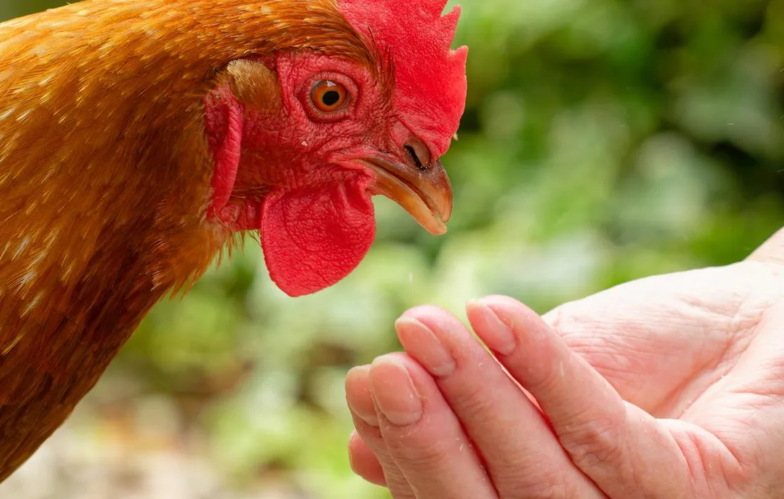 Close-up of a chicken being fed by a person's hand