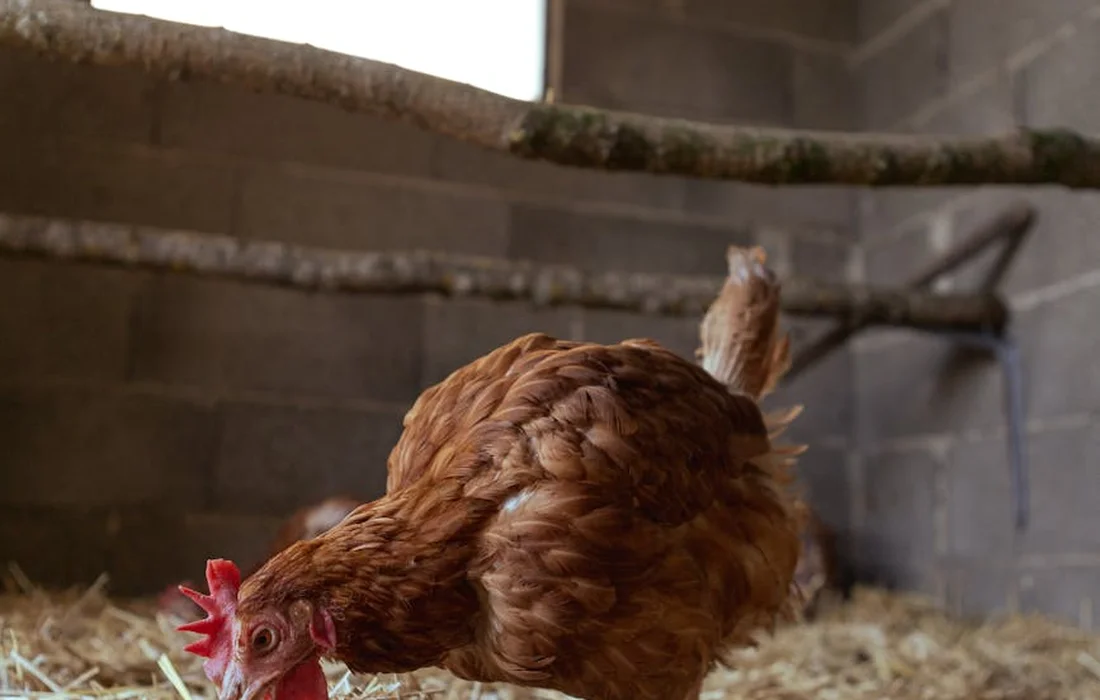 Brown chicken in a straw-filled coop with a brick wall in the background.