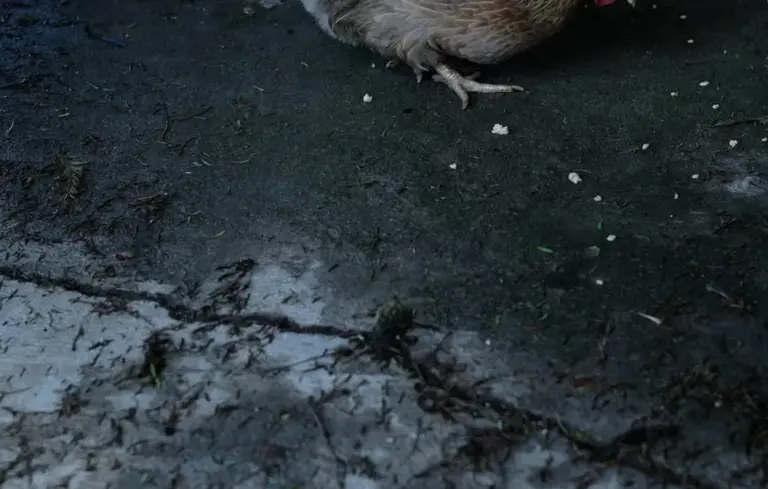 Partial view of a brown chicken standing on a dark, cracked surface with small white specks.