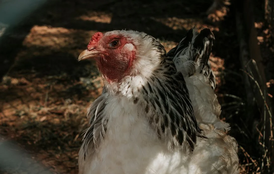 White and black chicken in a shaded coop, looking to the side.