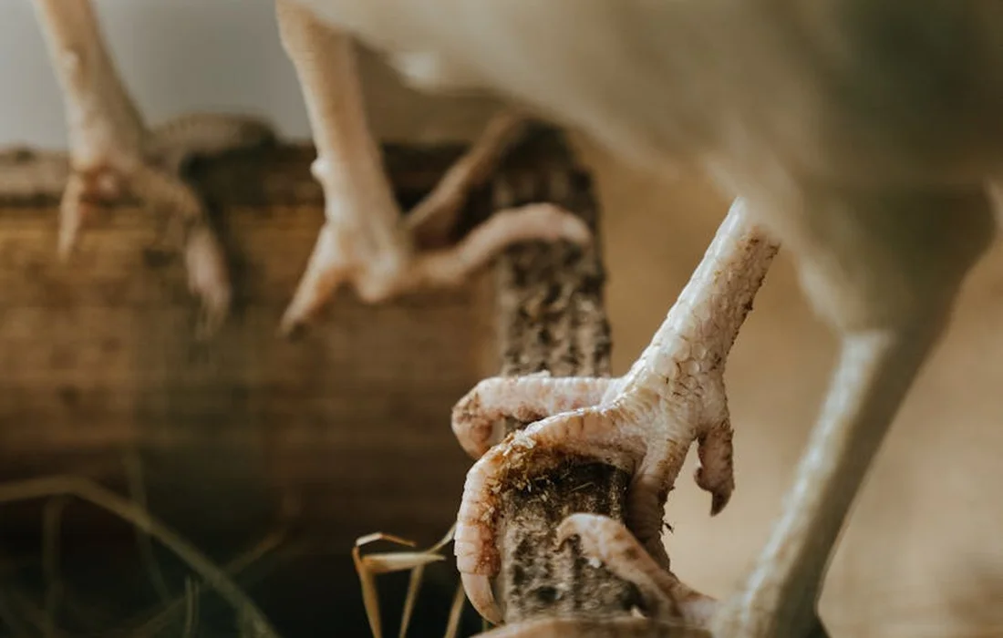 Close-up of a chicken's feet gripping a wooden perch with a blurred background in a coop.