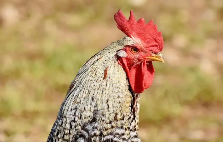 Close-up of a rooster with a red comb in a sunlit grassy field