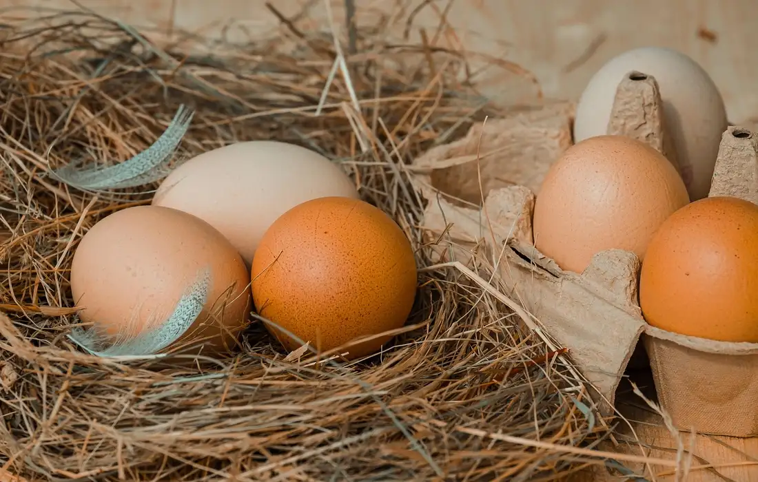 Eggs nestled in a straw nest inside a chicken coop.