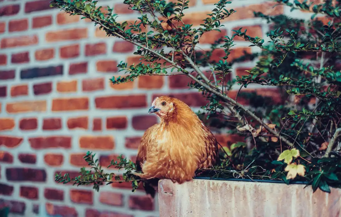 Brown chicken perched on a concrete ledge with a brick wall and green foliage in the background