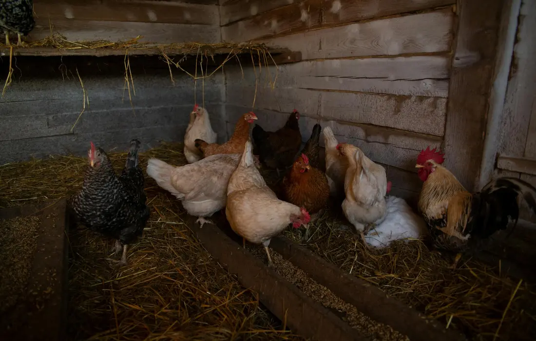 Group of mixed-breed chickens inside a wooden coop with straw bedding