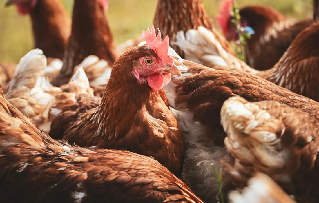 A close-up view of a flock of brown hens crowded together in a sunny outdoor area.