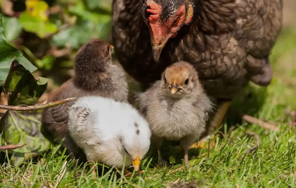 Can Chickens Eat Grass? Your Pasture-to-Pantry Guide