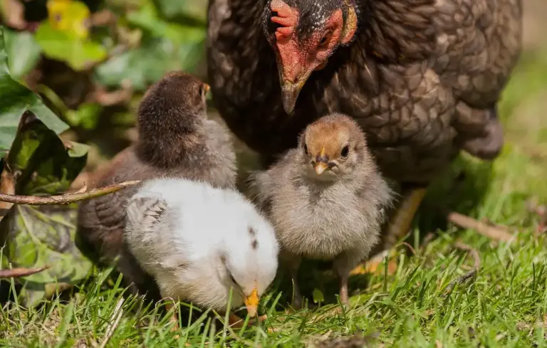 A hen with two fluffy chicks foraging in a sunlit grassy yard.