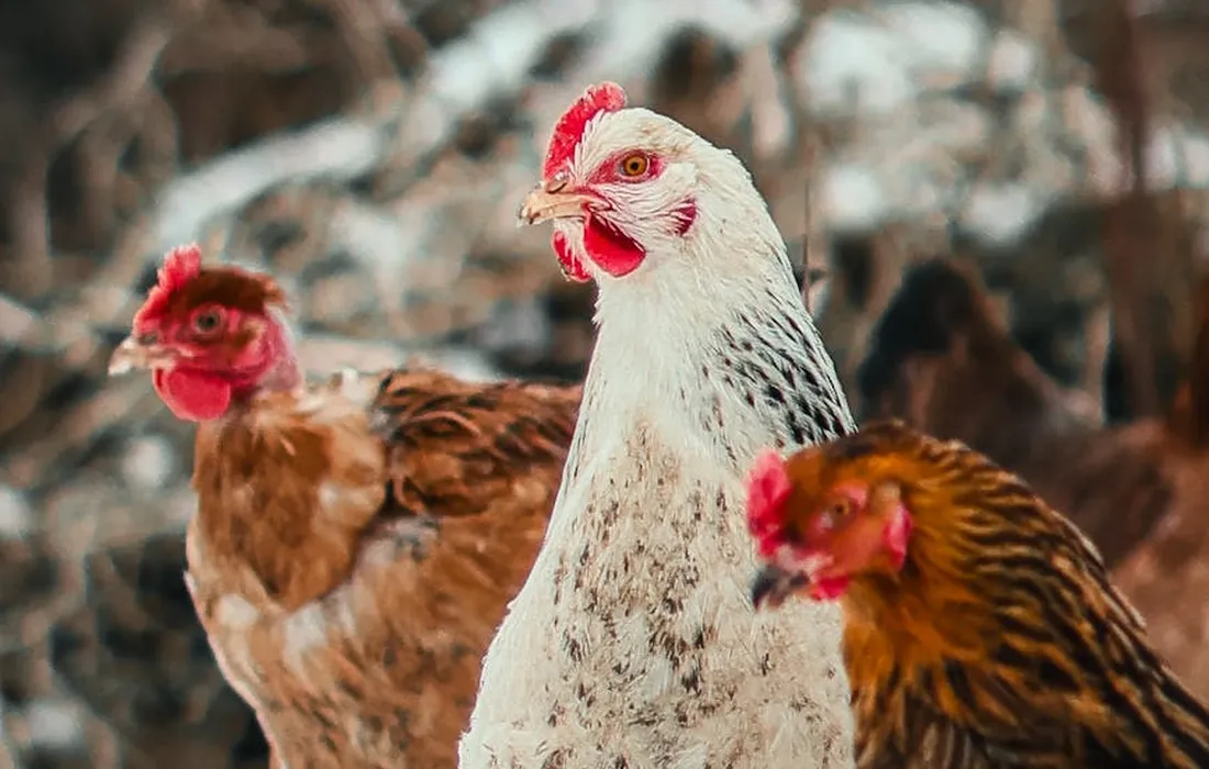 Three chickens in a coop, with a white hen in the foreground and two brown hens in the background.
