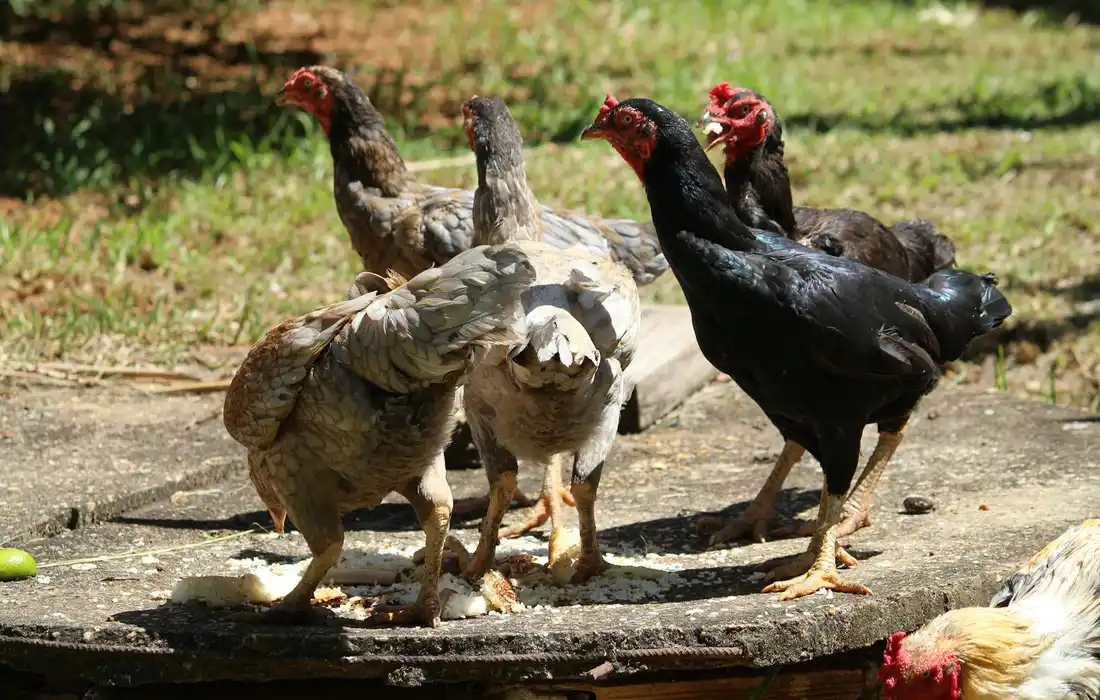 A group of chickens stands on and around a circular feeding platform outdoors, pecking at feed.