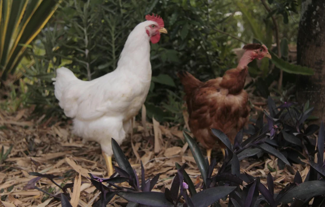 A white hen and a brown hen foraging in a garden with mulch and dark purple foliage.