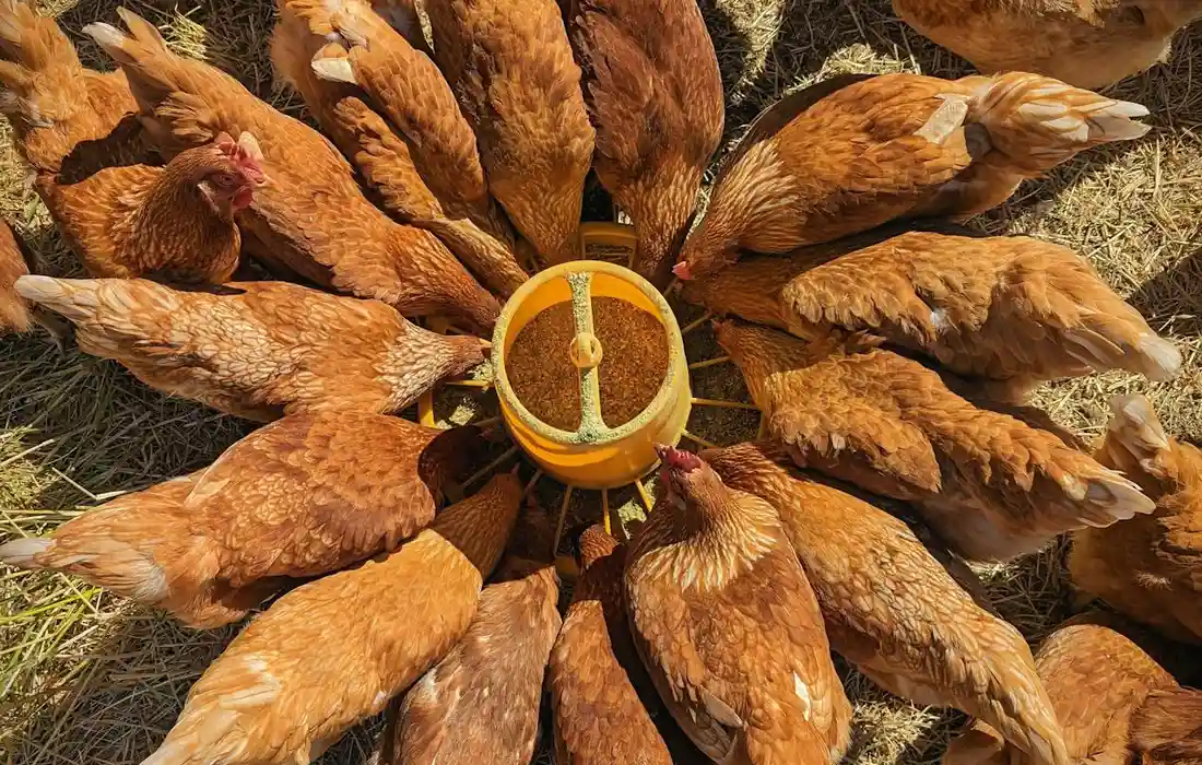 Top-down view of brown chickens gathered around a yellow circular feeder, pecking at feed.